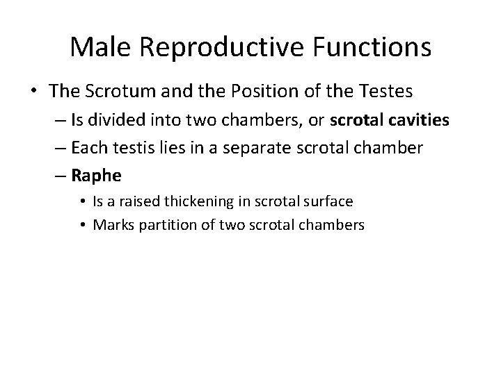 Male Reproductive Functions • The Scrotum and the Position of the Testes – Is