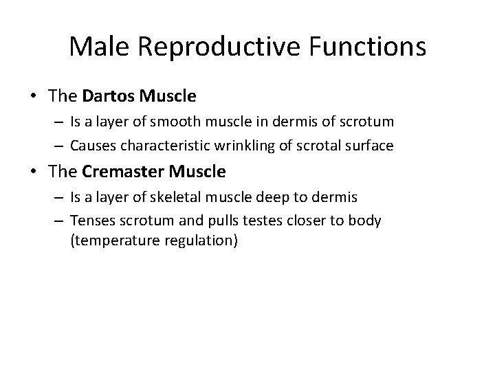 Male Reproductive Functions • The Dartos Muscle – Is a layer of smooth muscle