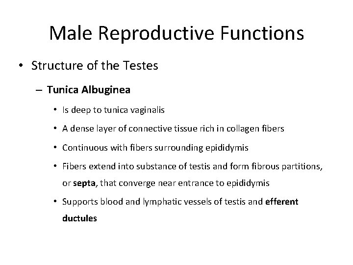 Male Reproductive Functions • Structure of the Testes – Tunica Albuginea • Is deep