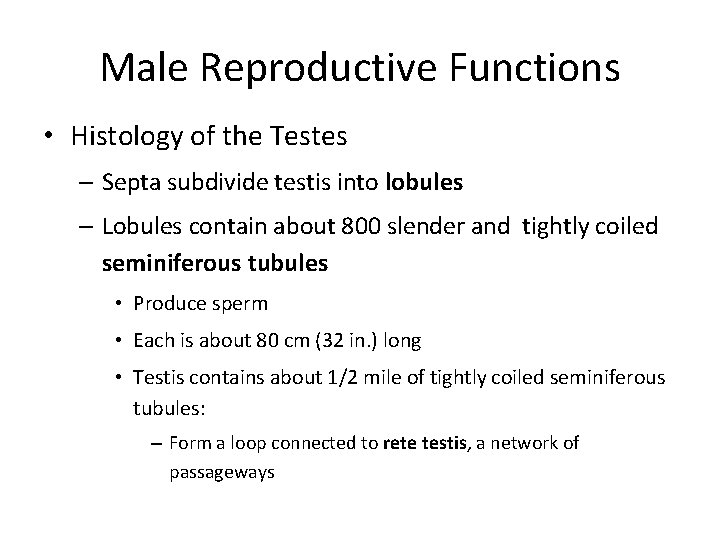 Male Reproductive Functions • Histology of the Testes – Septa subdivide testis into lobules