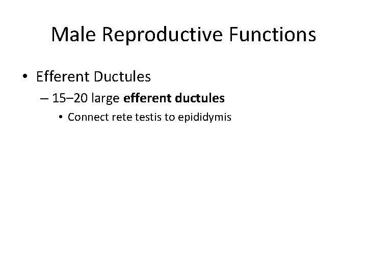 Male Reproductive Functions • Efferent Ductules – 15– 20 large efferent ductules • Connect