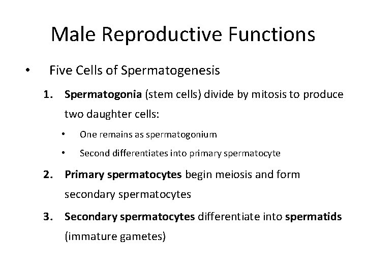 Male Reproductive Functions • Five Cells of Spermatogenesis 1. Spermatogonia (stem cells) divide by
