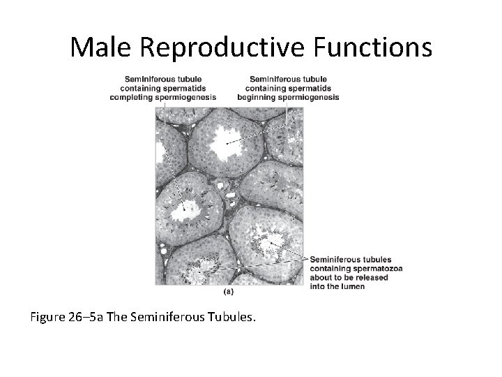 Male Reproductive Functions Figure 26– 5 a The Seminiferous Tubules. 