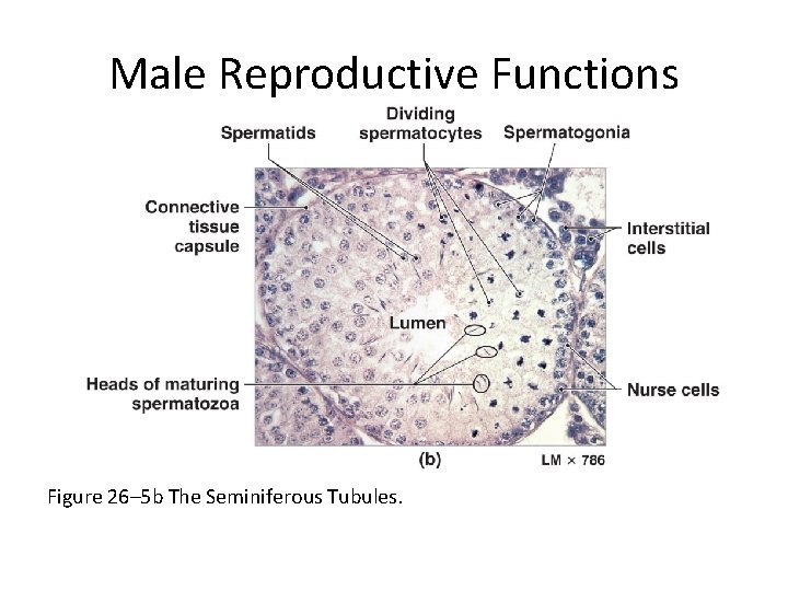 Male Reproductive Functions Figure 26– 5 b The Seminiferous Tubules. 