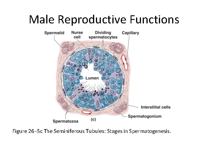 Male Reproductive Functions Figure 26– 5 c The Seminiferous Tubules: Stages in Spermatogenesis. 