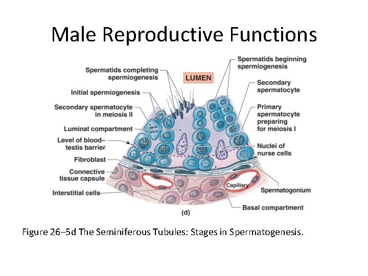 Male Reproductive Functions Figure 26– 5 d The Seminiferous Tubules: Stages in Spermatogenesis. 