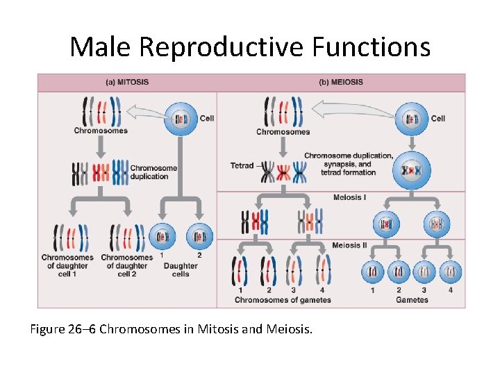 Male Reproductive Functions Figure 26– 6 Chromosomes in Mitosis and Meiosis. 