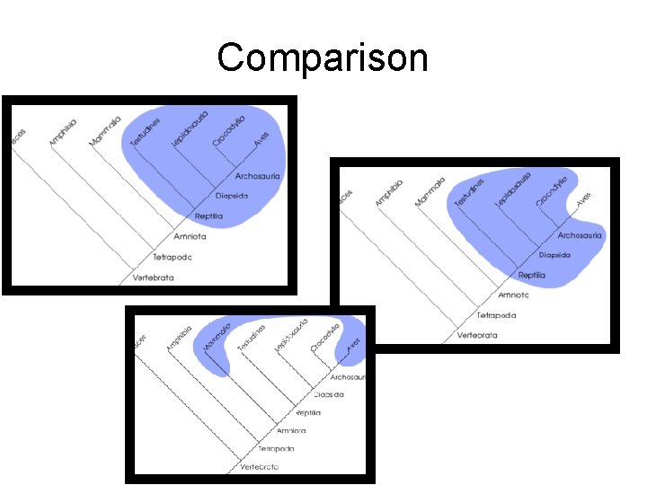 Comparison 