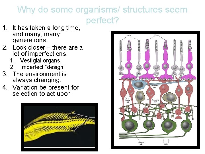 Why do some organisms/ structures seem perfect? 1. It has taken a long time,