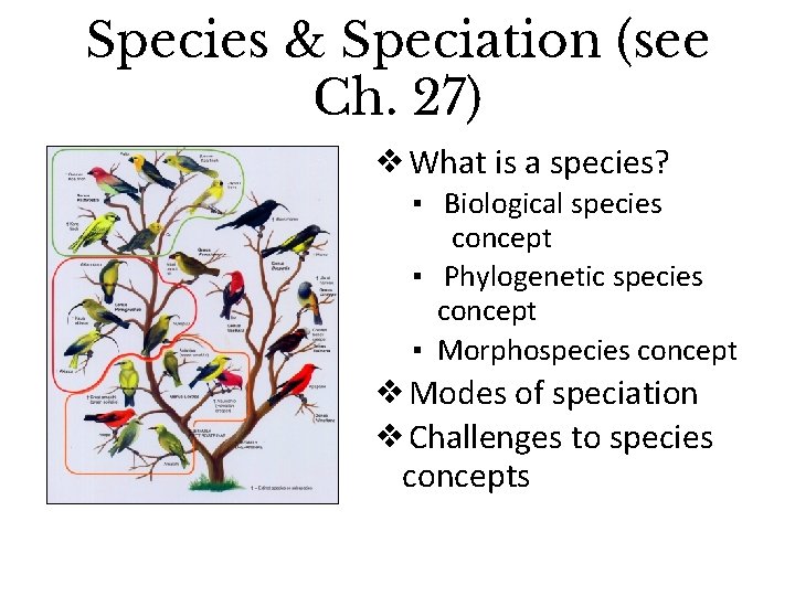 Species & Speciation (see Ch. 27) ❖What is a species? ▪ Biological species concept