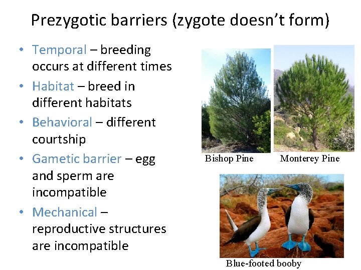 Prezygotic barriers (zygote doesn’t form) • Temporal – breeding occurs at different times •