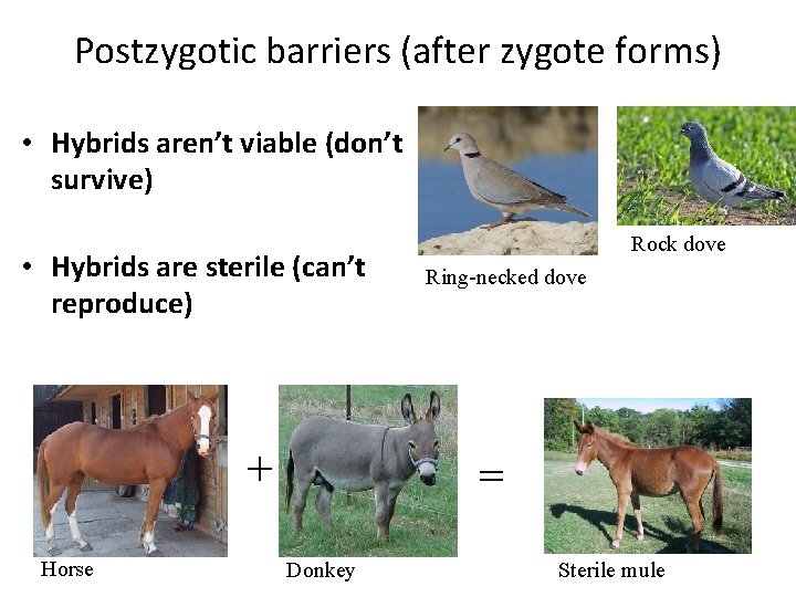 Postzygotic barriers (after zygote forms) • Hybrids aren’t viable (don’t survive) • Hybrids are
