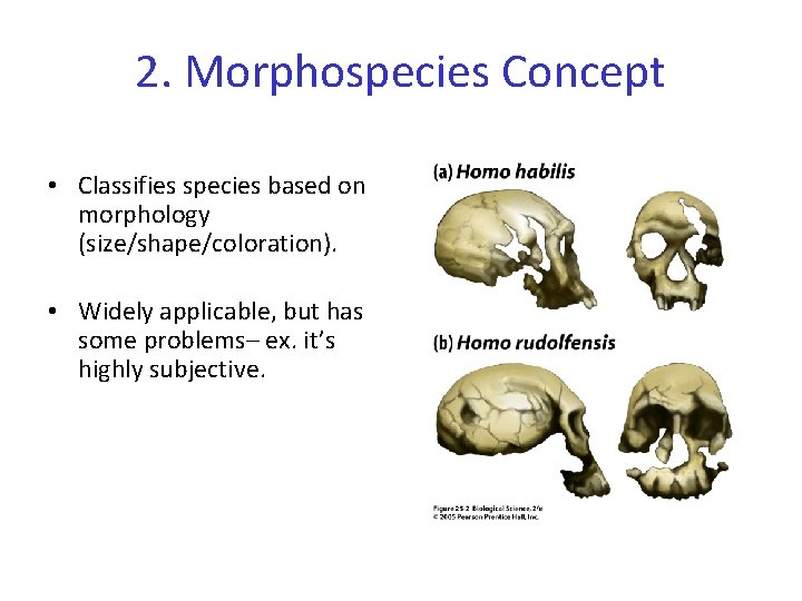 2. Morphospecies Concept • Classifies species based on morphology (size/shape/coloration). • Widely applicable, but