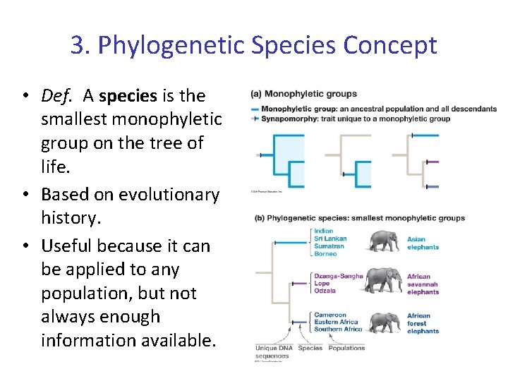 3. Phylogenetic Species Concept • Def. A species is the smallest monophyletic group on