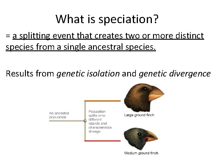 What is speciation? = a splitting event that creates two or more distinct species