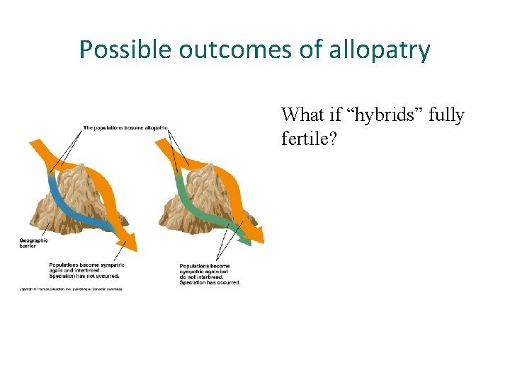 Possible outcomes of allopatry What if “hybrids” fully fertile? 