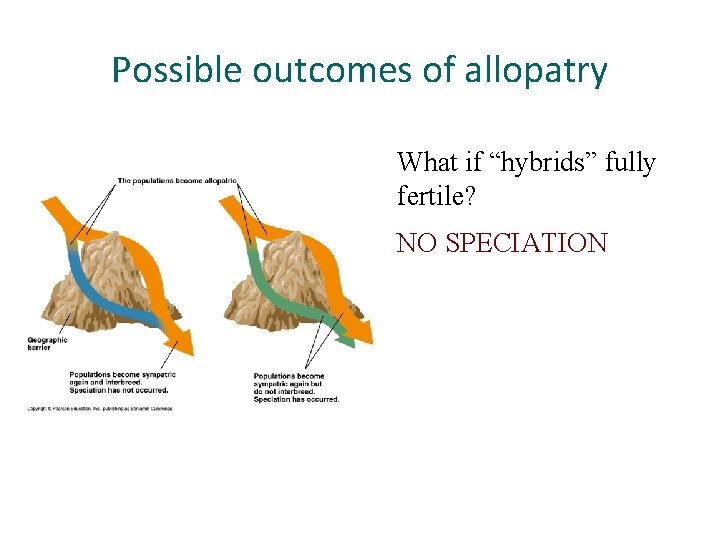 Possible outcomes of allopatry What if “hybrids” fully fertile? NO SPECIATION 