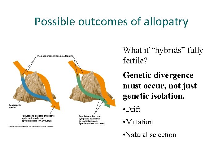 Possible outcomes of allopatry What if “hybrids” fully fertile? Genetic divergence must occur, not