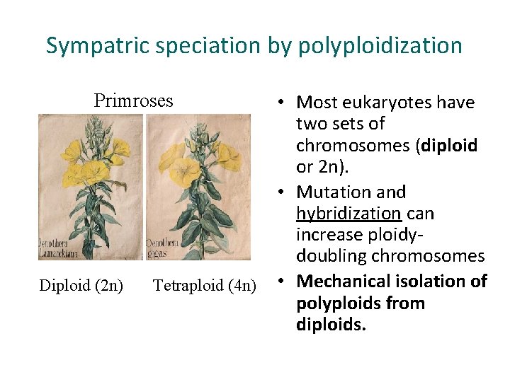 Sympatric speciation by polyploidization Primroses Diploid (2 n) Tetraploid (4 n) • Most eukaryotes