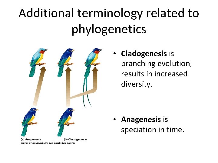 Additional terminology related to phylogenetics • Cladogenesis is branching evolution; results in increased diversity.
