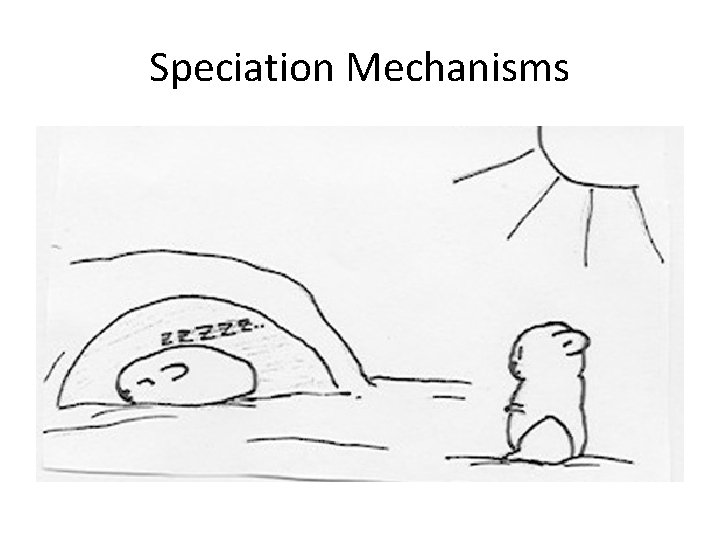 Speciation Mechanisms 