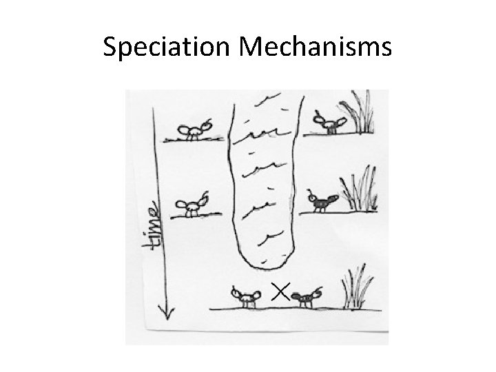 Speciation Mechanisms 