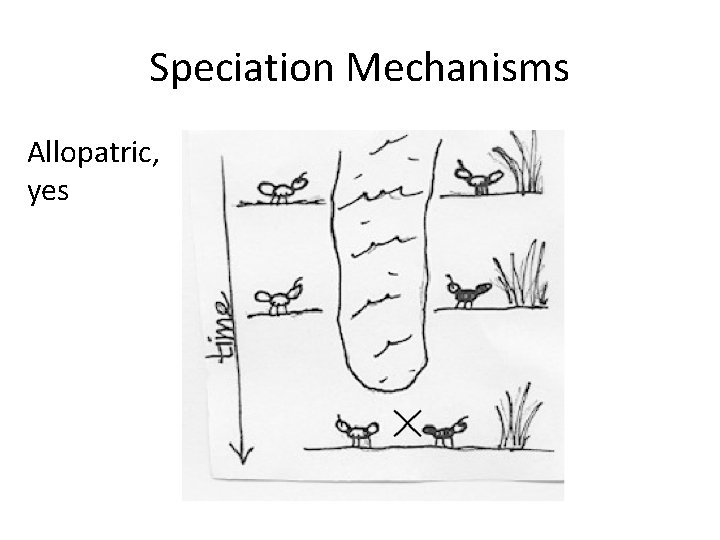 Speciation Mechanisms Allopatric, yes 