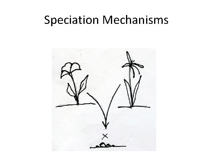 Speciation Mechanisms 