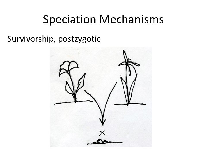 Speciation Mechanisms Survivorship, postzygotic 