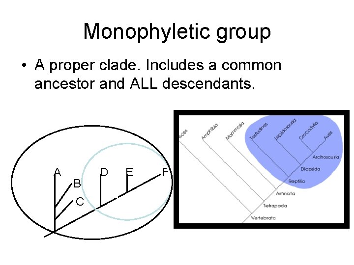 Monophyletic group • A proper clade. Includes a common ancestor and ALL descendants. A