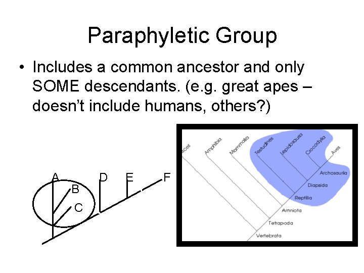 Paraphyletic Group • Includes a common ancestor and only SOME descendants. (e. g. great