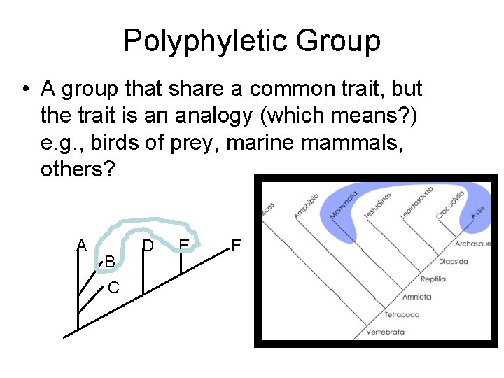 Polyphyletic Group • A group that share a common trait, but the trait is