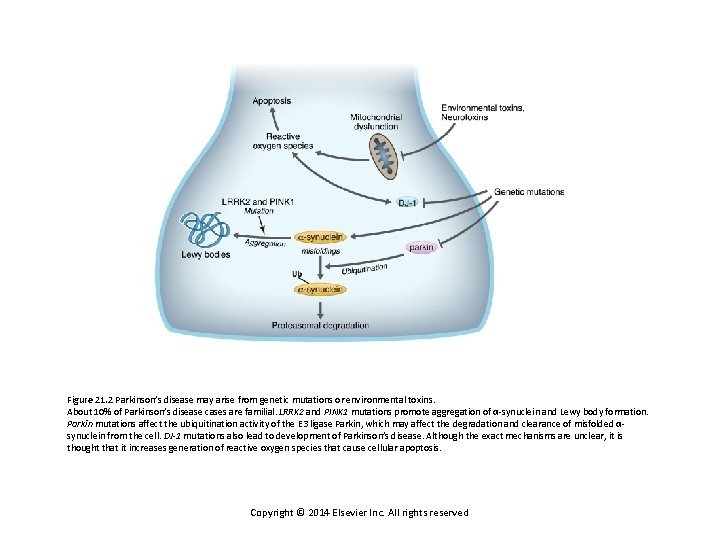 Figure 21. 2 Parkinson’s disease may arise from genetic mutations or environmental toxins. About