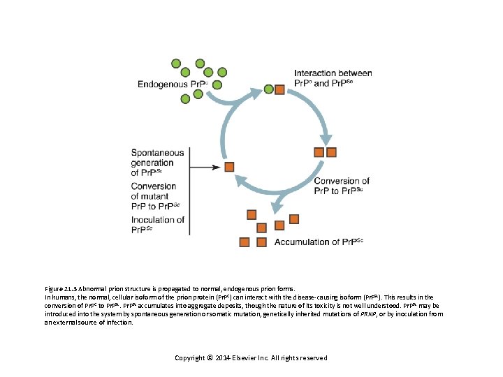 Figure 21. 3 Abnormal prion structure is propagated to normal, endogenous prion forms. In