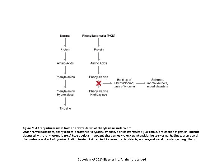 Figure 21. 4 Phenylalanine arises from an enzyme defect of phenylalanine metabolism. Under normal