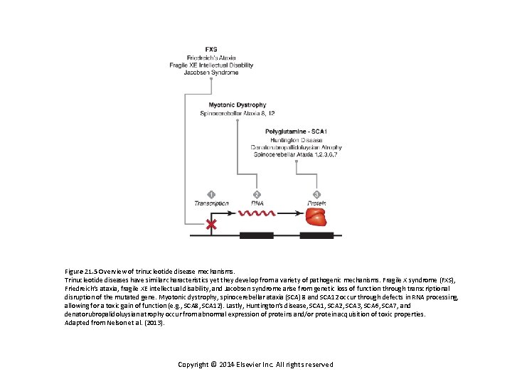 Figure 21. 5 Overview of trinucleotide disease mechanisms. Trinucleotide diseases have similar characteristics yet