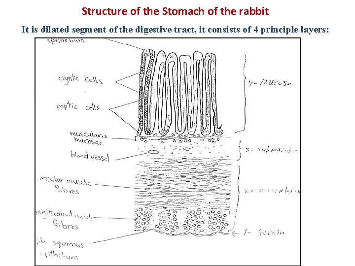 Structure of the Stomach of the rabbit It is dilated segment of the digestive