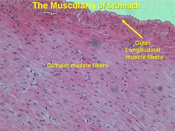 The Muscularis of Stomach Outer Longitudinal muscle fibers Circular muscle fibers 