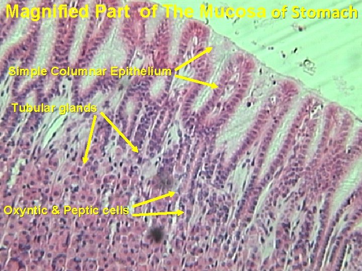 Magnified Part of The Mucosa of Stomach Simple Columnar Epithelium Tubular glands Oxyntic &