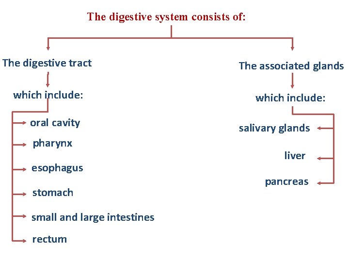 The digestive system consists of: The digestive tract The associated glands which include: oral