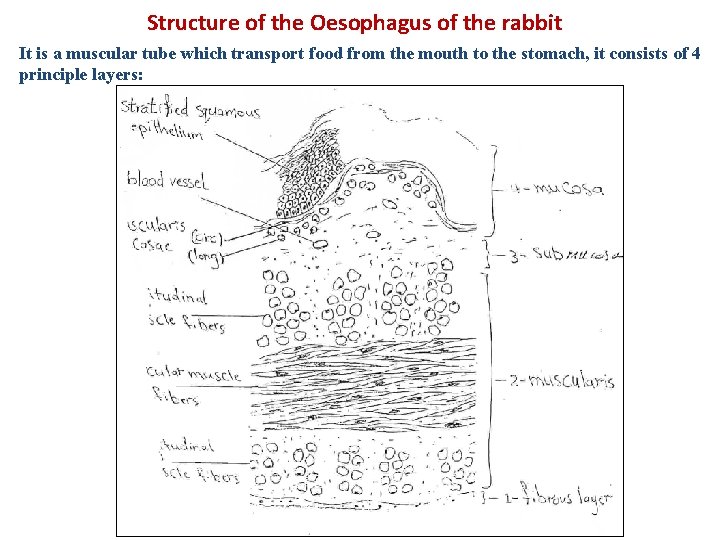 Structure of the Oesophagus of the rabbit It is a muscular tube which transport