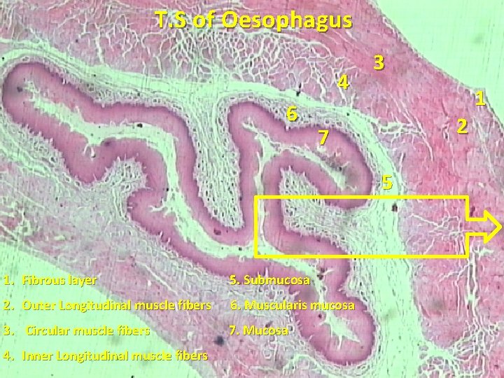 T. S of Oesophagus 4 6 3 2 7 5 1. Fibrous layer 5.