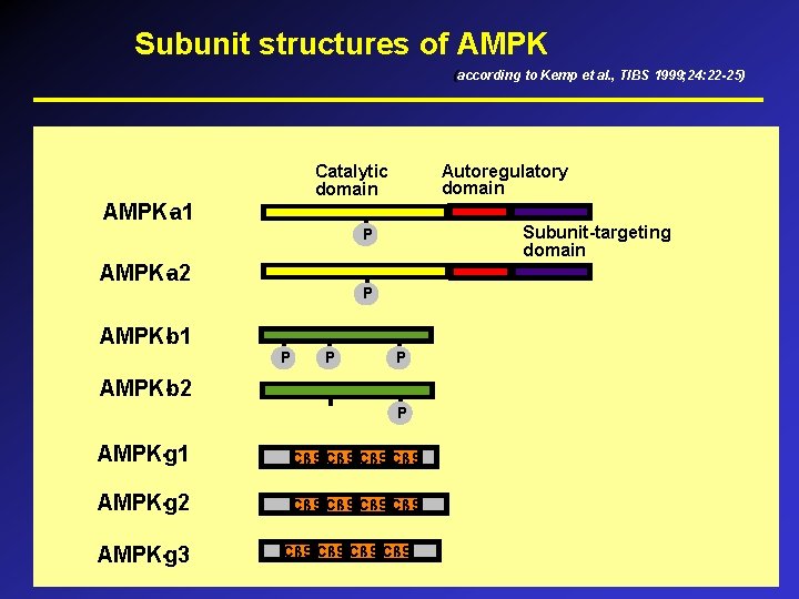 Subunit structures of AMPK (according to Kemp et al. , TIBS 1999; 24: 22