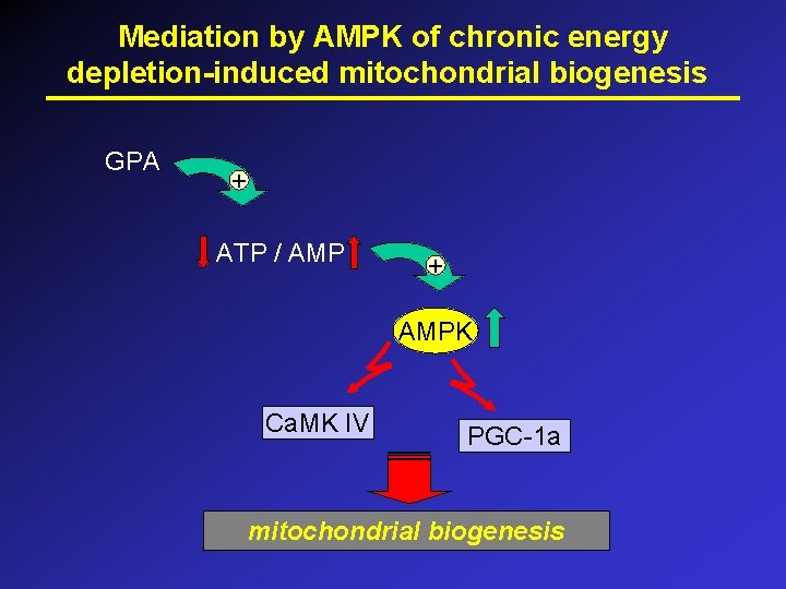 Mediation by AMPK of chronic energy depletion-induced mitochondrial biogenesis GPA + ATP / AMP