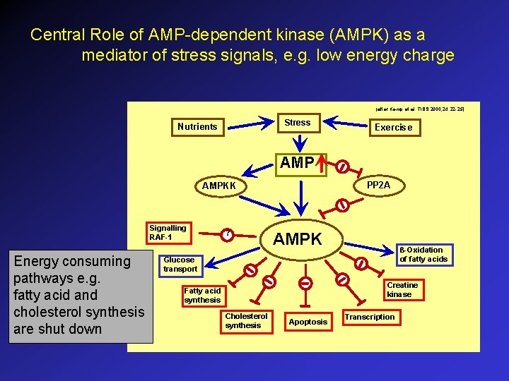 Central Role of AMP-dependent kinase (AMPK) as a mediator of stress signals, e. g.