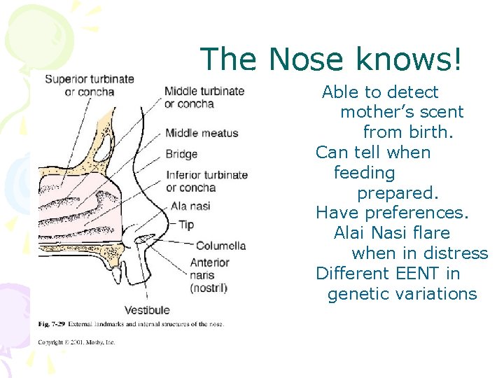 The Nose knows! • • • Able to detect mother’s scent from birth. Can The Nose knows! • • • Able to detect mother’s scent from birth. Can