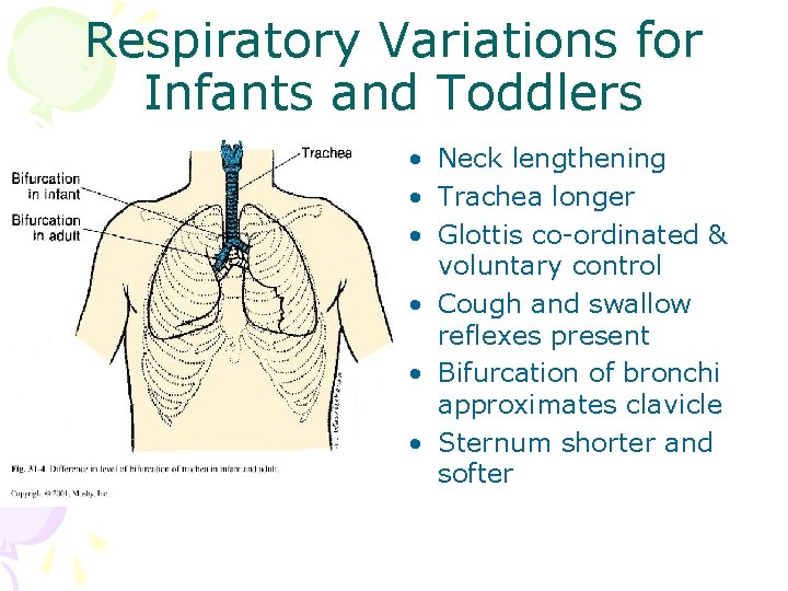 Respiratory Variations for Infants and Toddlers • Neck lengthening • Trachea longer • Glottis