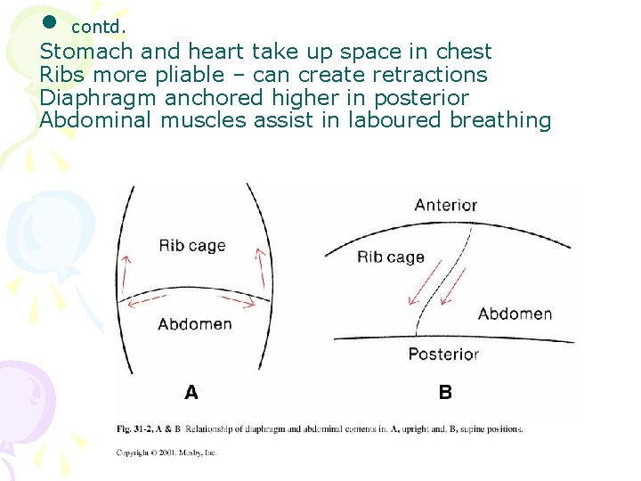  • contd. Stomach and heart take up space in chest Ribs more pliable