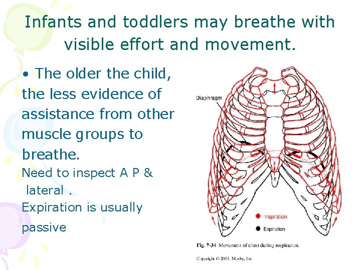 Infants and toddlers may breathe with visible effort and movement. • The older the