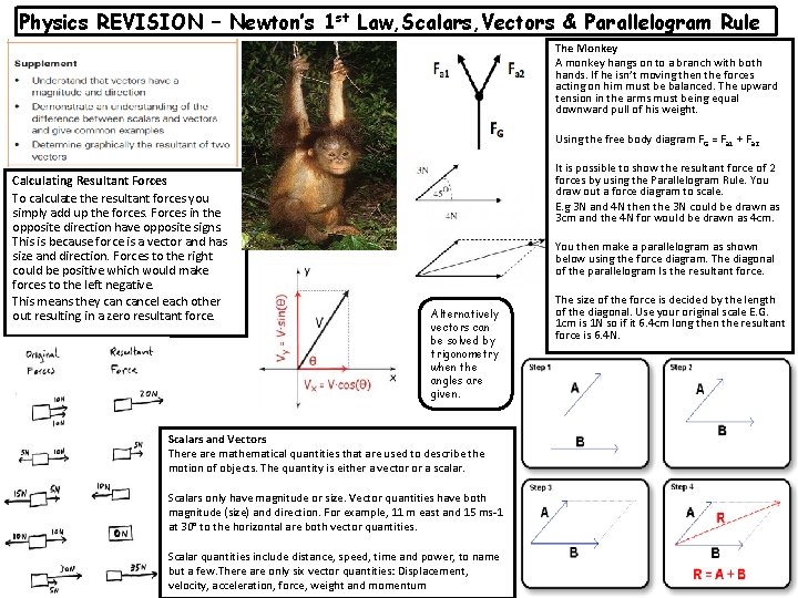 Physics REVISION – Newton’s 1 st Law, Scalars, Vectors & Parallelogram Rule The Monkey